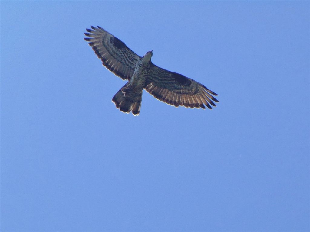 rapaci: Falco pecchiaiolo e Poiana